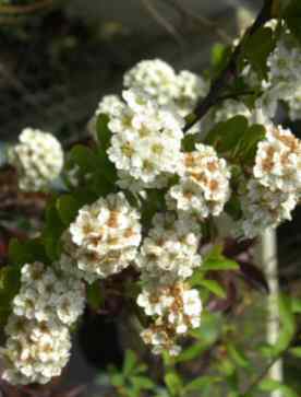 Spiraea nipponica Snowmound for sale floweirng shrub mail orde rplants Ireland UK EU
